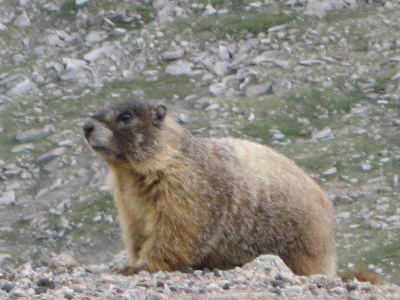 Mt Evans 061.JPG